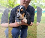 Small #1 Basset Hound