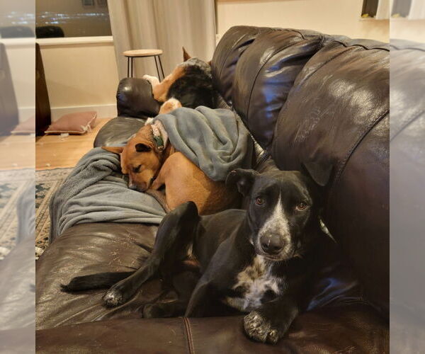 Medium Photo #2 Border-Aussie Puppy For Sale in Salt Lake City, UT, USA