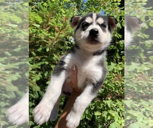 German Shepherd Dog-Siberian Husky Mix Puppy for sale in VANCOUVER, WA, USA