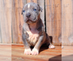 Small Photo #9 American Bully Puppy For Sale in LOS ANGELES, CA, USA