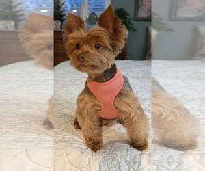 A Sandi - Female Mutt Dog for Adoption - Photo #2