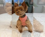 Small Photo #2 Mutt Puppy For Sale in Allentown,, PA, USA