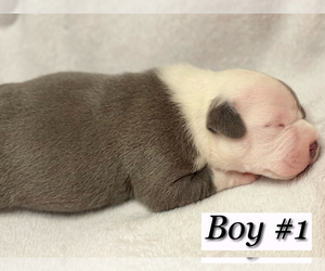 American Pit Bull Terrier Puppy for sale in COLUMBUS, GA, USA