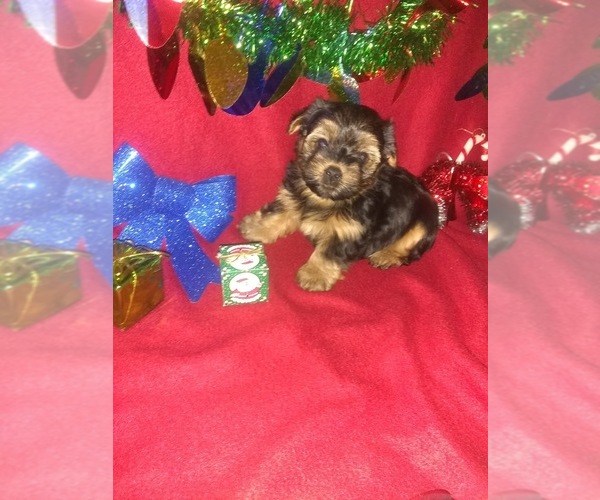 Medium Photo #14 Yorkshire Terrier Puppy For Sale in LAPEER, MI, USA