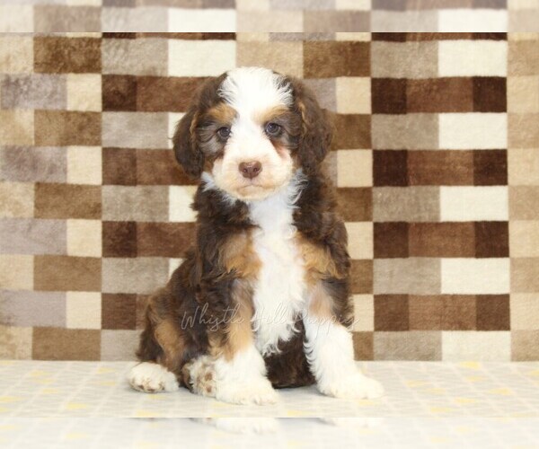 Medium Photo #3 Bernedoodle (Miniature) Puppy For Sale in DENVER, PA, USA