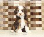 Small #2 Bernedoodle (Miniature)
