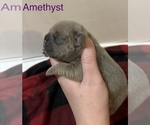 Puppy Amethyst German Shepherd Dog