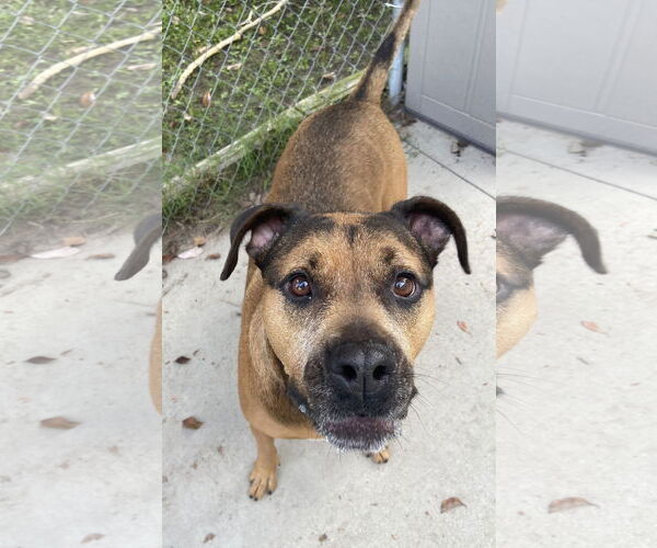 Medium Photo #20 Bullmastiff-German Shepherd Dog Mix Puppy For Sale in Lexington, SC, USA