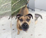 Small #19 Bullmastiff-German Shepherd Dog Mix