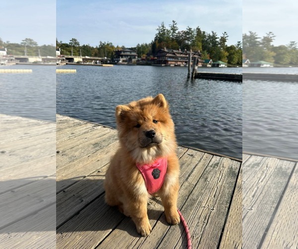 Medium Photo #4 Chow Chow Puppy For Sale in Prescott, Ontario, Canada