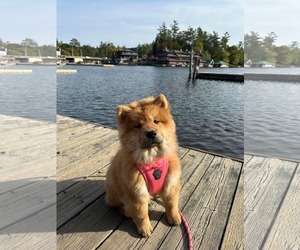 Jelly - Female Chow Chow Dog for Adoption - Photo #4