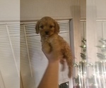 Small Photo #4 Cavapoo Puppy For Sale in MCMINNVILLE, TN, USA