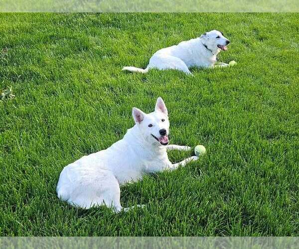 Medium Photo #18 Mutt Puppy For Sale in Lakewood, CO, USA