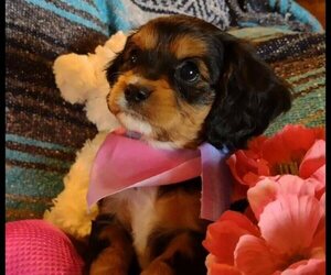 Cavachon-Cavapoo Mix Litter for sale in FREWSBURG, NY, USA