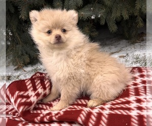 Pomeranian Puppy for sale in MIDDLEBURY, IN, USA