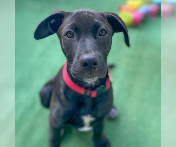 Medium Photo #17 Labrador Retriever-Unknown Mix Puppy For Sale in San Diego, CA, USA