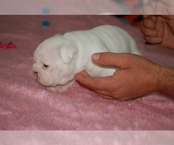 Medium Photo #3 English Bulldog Puppy For Sale in NORCO, CA, USA