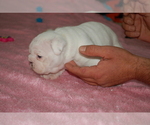 Small Photo #3 English Bulldog Puppy For Sale in NORCO, CA, USA