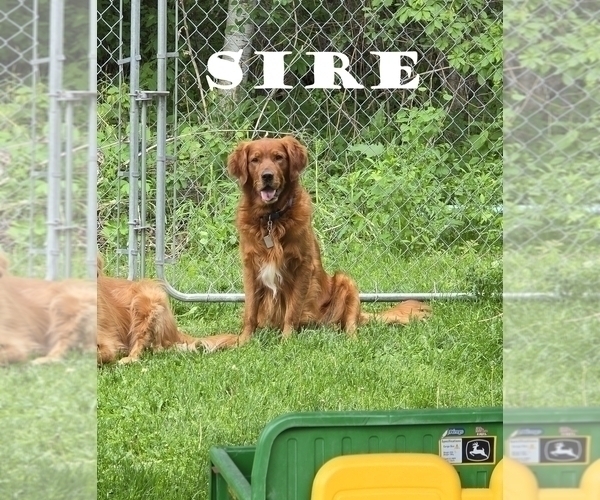 Medium Photo #1 Golden Retriever Puppy For Sale in HAM LAKE, MN, USA