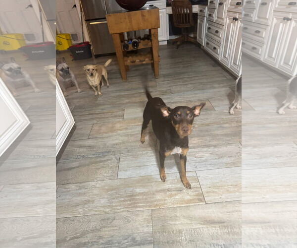 Medium Photo #5 Miniature Pinscher-Unknown Mix Puppy For Sale in New London, WI, USA