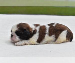 Shih Tzu Puppy for sale in PALM COAST, FL, USA