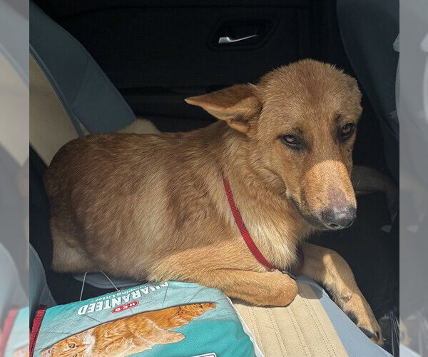 Medium Photo #1 German Shepherd Dog-Unknown Mix Puppy For Sale in Pearland, TX, USA
