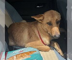 Small German Shepherd Dog Mix