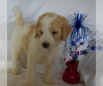 Small Photo #23 Poodle (Standard) Puppy For Sale in INDEPENDENCE, MO, USA