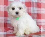 Small #3 Maltese