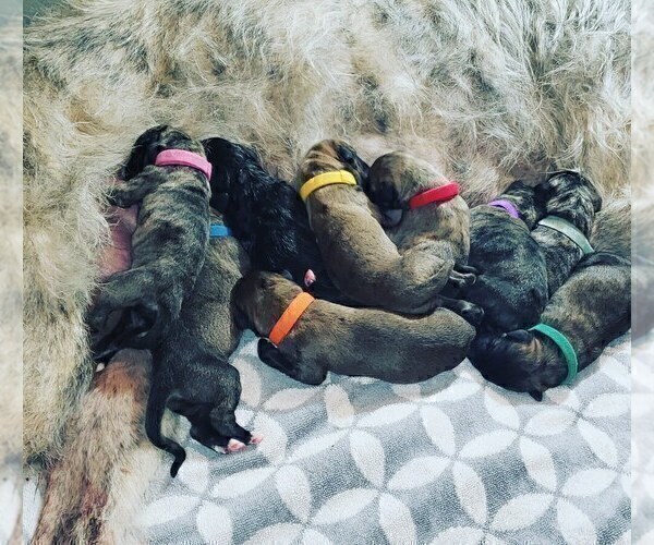 Medium Photo #5 Irish Wolfhound Puppy For Sale in ANN ARBOR, MI, USA