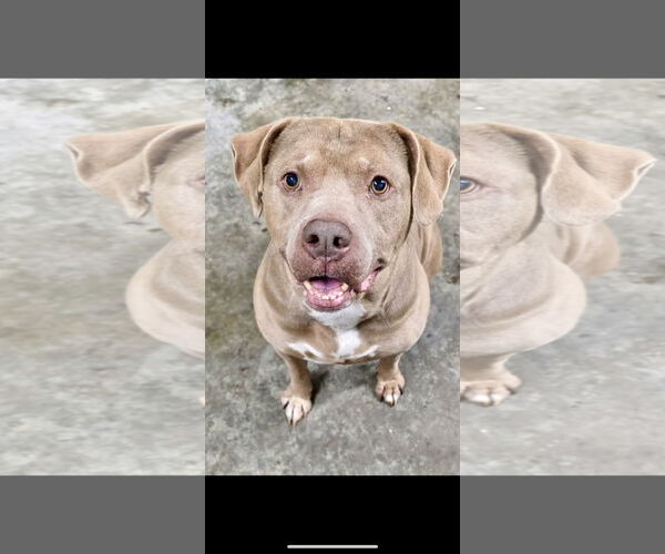 Medium Photo #4 American Pit Bull Terrier Puppy For Sale in Rockaway, NJ, USA