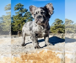 French Bulldog Puppy for Sale in ELIZABETH, Colorado USA