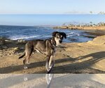 Small #2 Beagle-Chihuahua Mix
