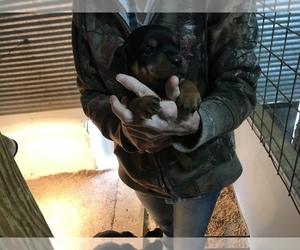 Rottweiler Puppy for sale in CASSVILLE, MO, USA