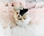 Small #8 Chihuahua