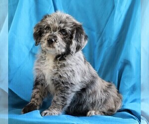 Miniature Labradoodle Puppy for sale in FREDERICKSBG, OH, USA