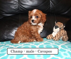Cavapoo Puppy for sale in CLARKRANGE, TN, USA