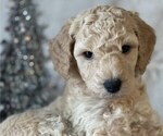 Small Photo #4 Poodle (Standard) Puppy For Sale in BLOUNTVILLE, TN, USA