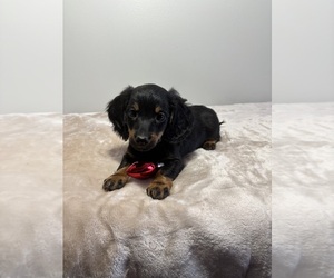 Dachshund Puppy for sale in INDIANAPOLIS, IN, USA