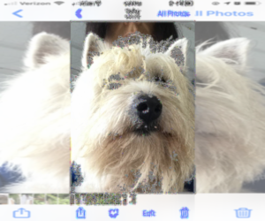 Father of the West Highland White Terrier puppies born on 07/06/2025