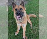Small #1 German Shepherd Dog