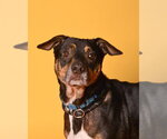Small #1 Mutt