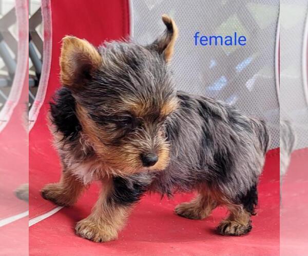 Medium Photo #7 Yorkshire Terrier Puppy For Sale in CONKLIN, NY, USA