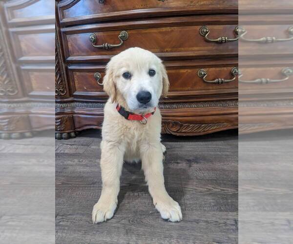 Medium Photo #23 Golden Retriever Puppy For Sale in CITRUS HEIGHTS, CA, USA