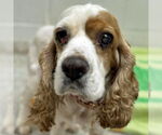 Small #5 Cocker Spaniel