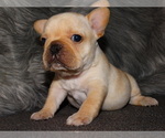 Small Photo #4 French Bulldog Puppy For Sale in VERONA, MO, USA