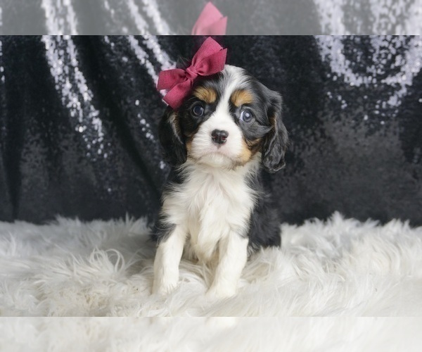 Medium Photo #4 Cavalier King Charles Spaniel Puppy For Sale in WARSAW, IN, USA