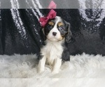 Small Photo #122 Cavalier King Charles Spaniel Puppy For Sale in WARSAW, IN, USA