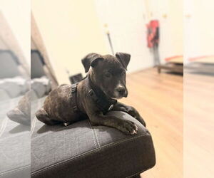 Rudy Rolf - Santa Litter - Male American Staffordshire Terrier-Unknown Mix Dog for Adoption - Photo #7