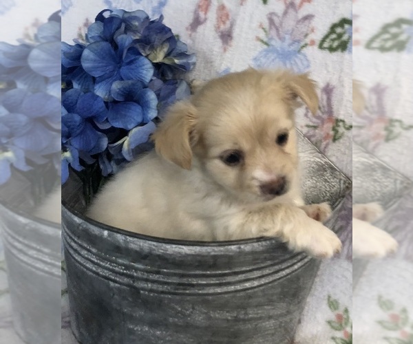 Medium Photo #8 Chihuahua Puppy For Sale in SHERMAN, TX, USA